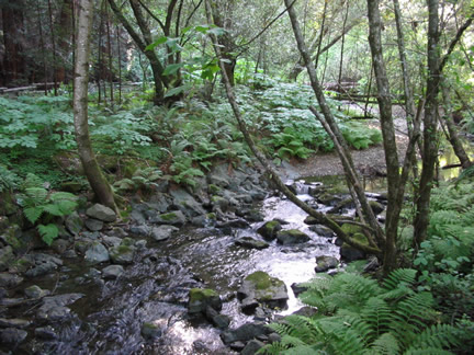 Muir Woods